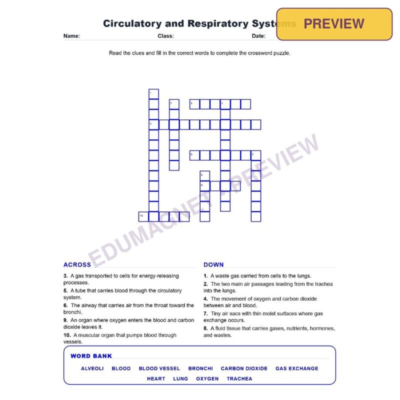 Circulatory And Respiratory Systems (Crossword Worksheets) Grade 7 Science TEKS 7.13A