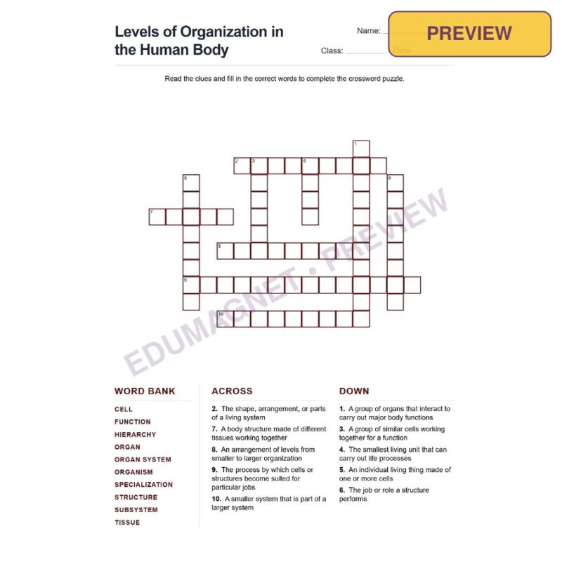 Levels Of Organization In The Human Body (Crossword Worksheets) Grade 7 NGSS