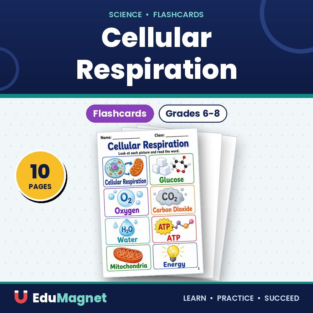 Cellular Respiration Flashcards Grades 6-8