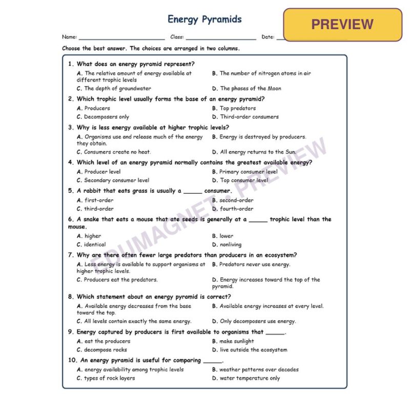 Energy Pyramids MCQ Fill Written Exit Worksheet SOL Life Science