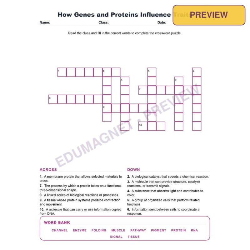 How Genes And Proteins Influence Traits (Crossword Worksheets) NGSS MS LS3 1